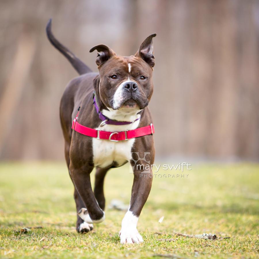Enlarge Mitzy Moo, a ADOPTABLE Pit Bull Terrier in Reisterstown, MD image 3/5