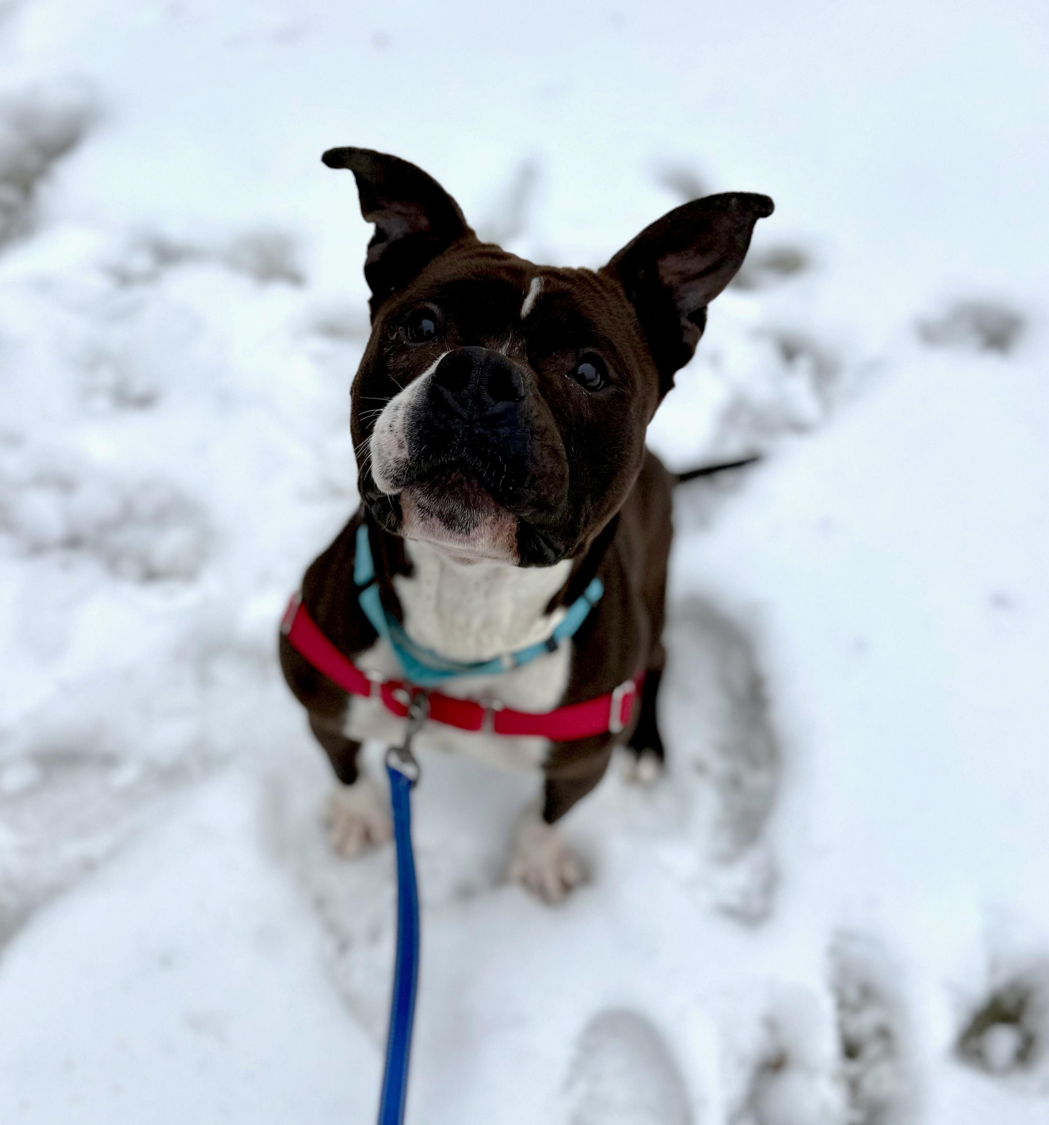 Enlarge Mitzy Moo, a ADOPTABLE Pit Bull Terrier in Reisterstown, MD image 5/5