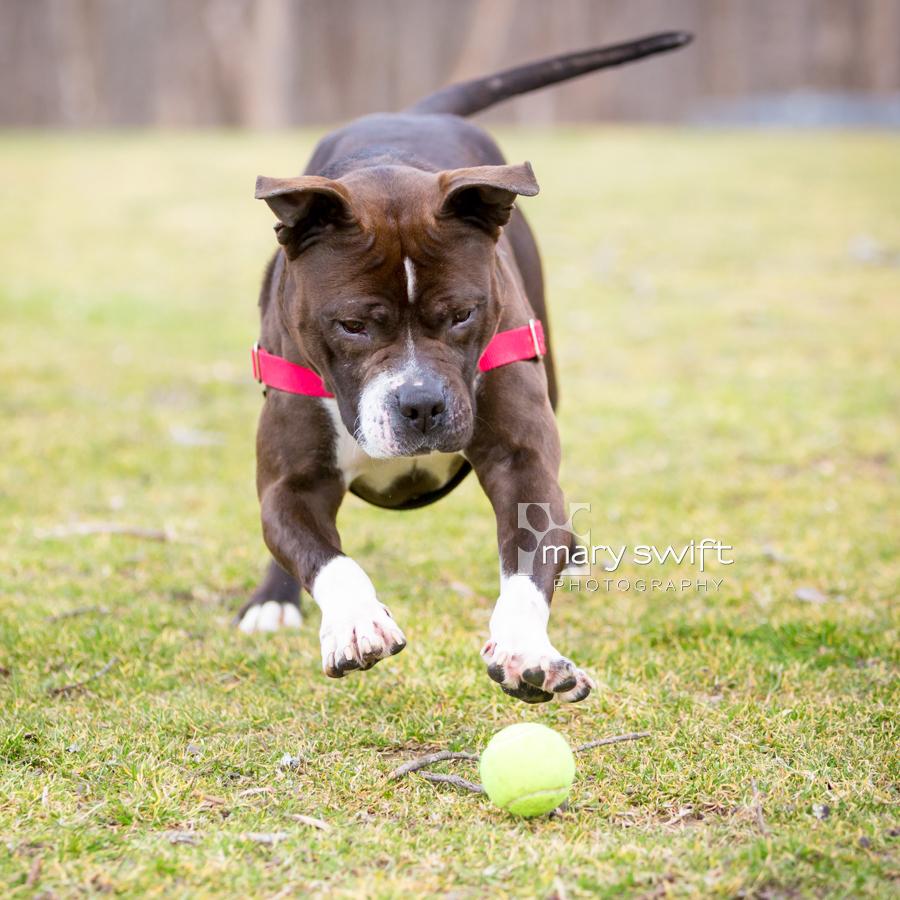 Enlarge Mitzy Moo, a ADOPTABLE Pit Bull Terrier in Reisterstown, MD image 2/5