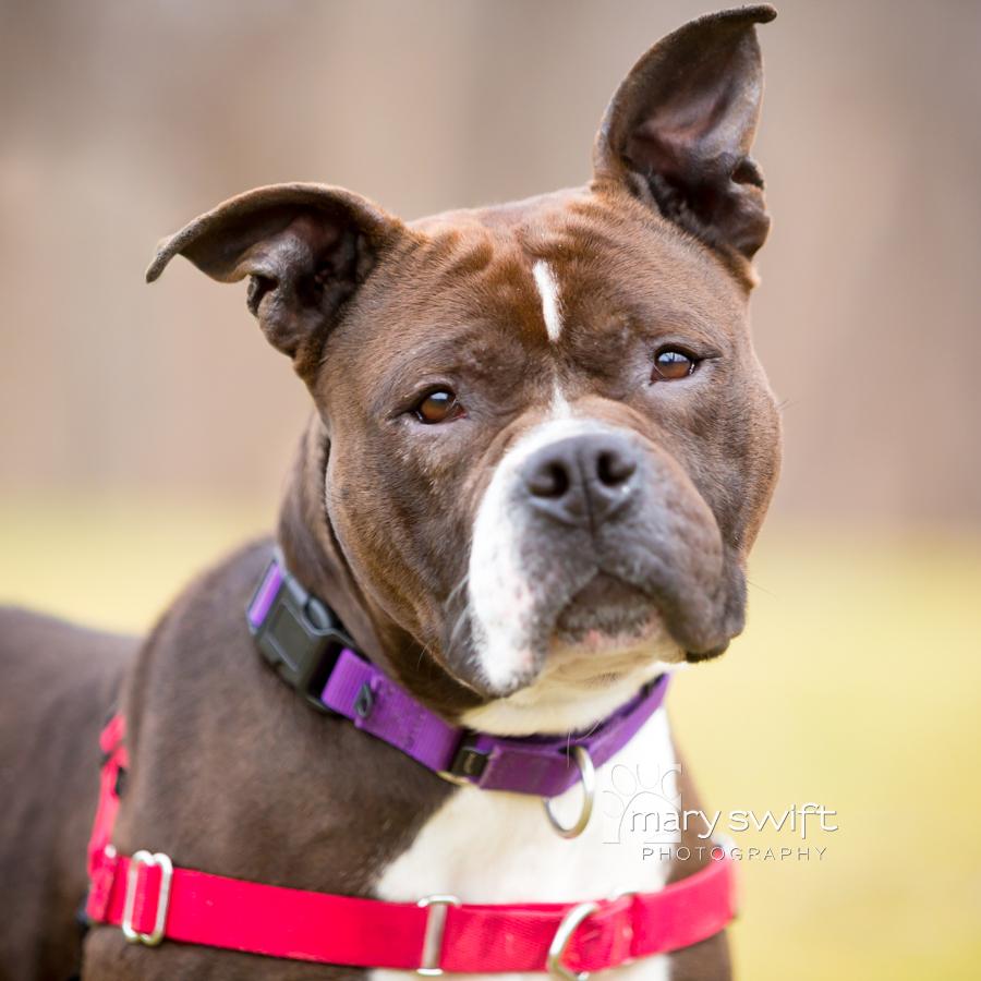 Enlarge Mitzy Moo, a ADOPTABLE Pit Bull Terrier in Reisterstown, MD image 1/5