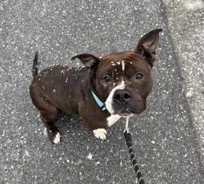 Enlarge Mitzy Moo, a ADOPTABLE Pit Bull Terrier in Reisterstown, MD image 4/5