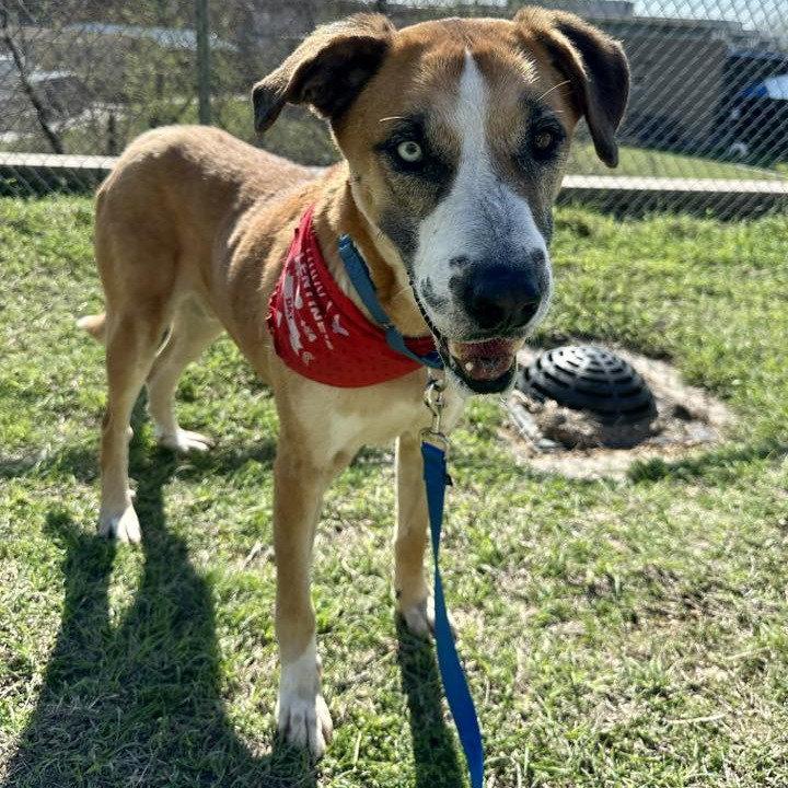 Teddy Bear, Adoptable, Senior Male Great Dane.