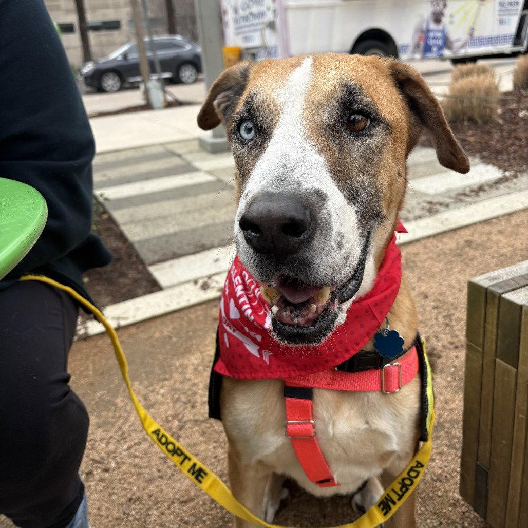 Enlarge Teddy Bear, a Adoptable Great Dane in Dallas, TX image 2/3