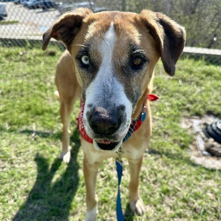 Enlarge Teddy Bear, a Adoptable Great Dane in Dallas, TX image 3/3