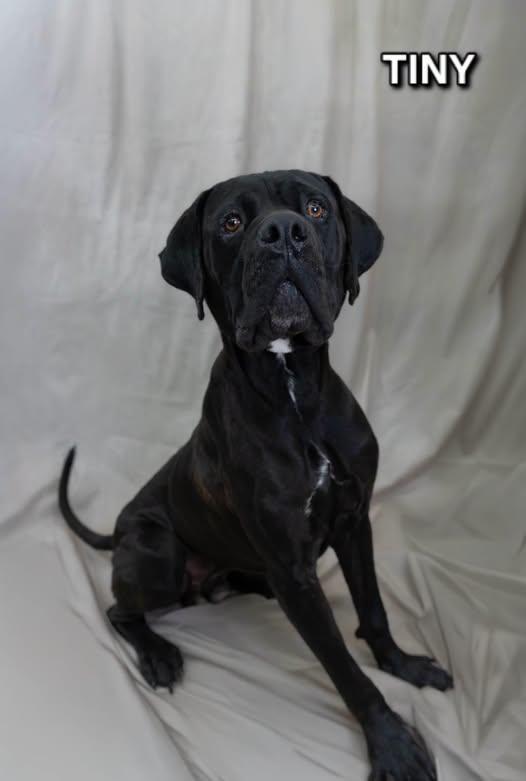 Tiny, Adoptable, Young Male Cane Corso.