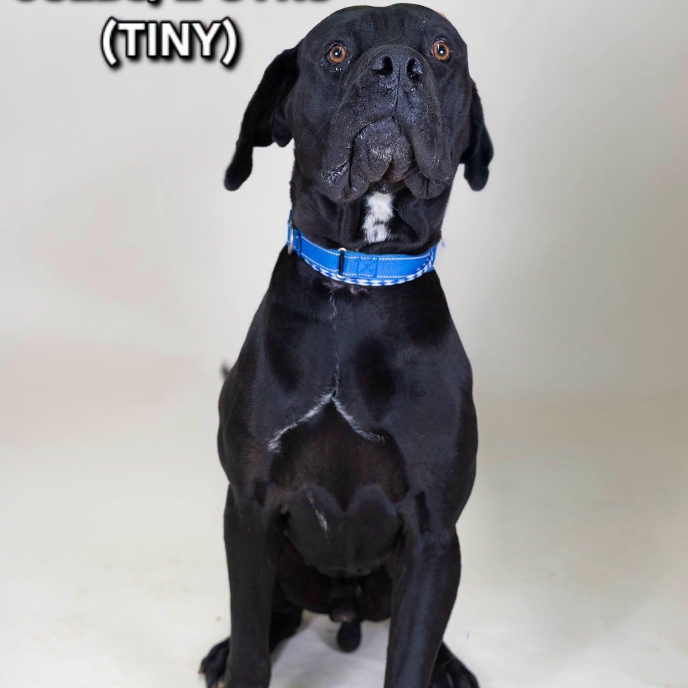 Enlarge Tiny, a Adoptable mixed breed in Tucson, AZ image 3/3