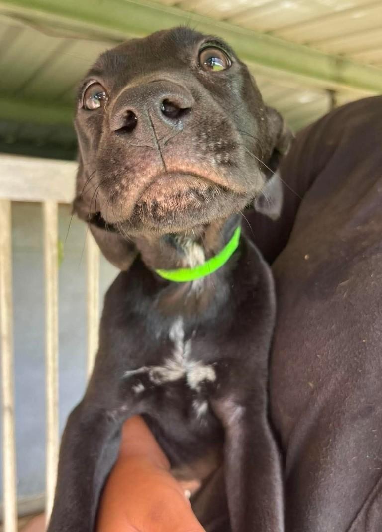 Enlarge DIP, a ADOPTABLE Labrador Retriever in Kaplan, LA image 2/5