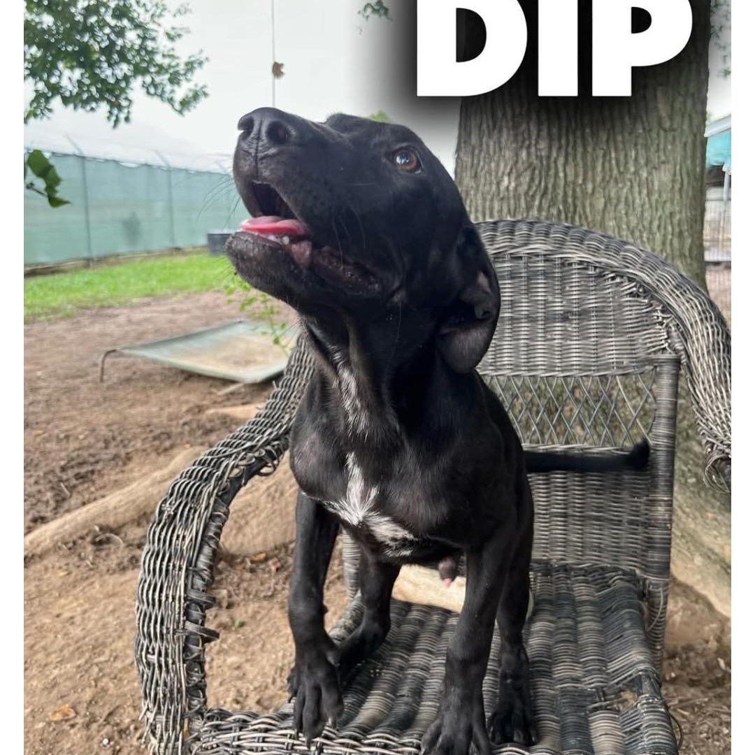 Enlarge DIP, a ADOPTABLE Labrador Retriever in Kaplan, LA image 4/5