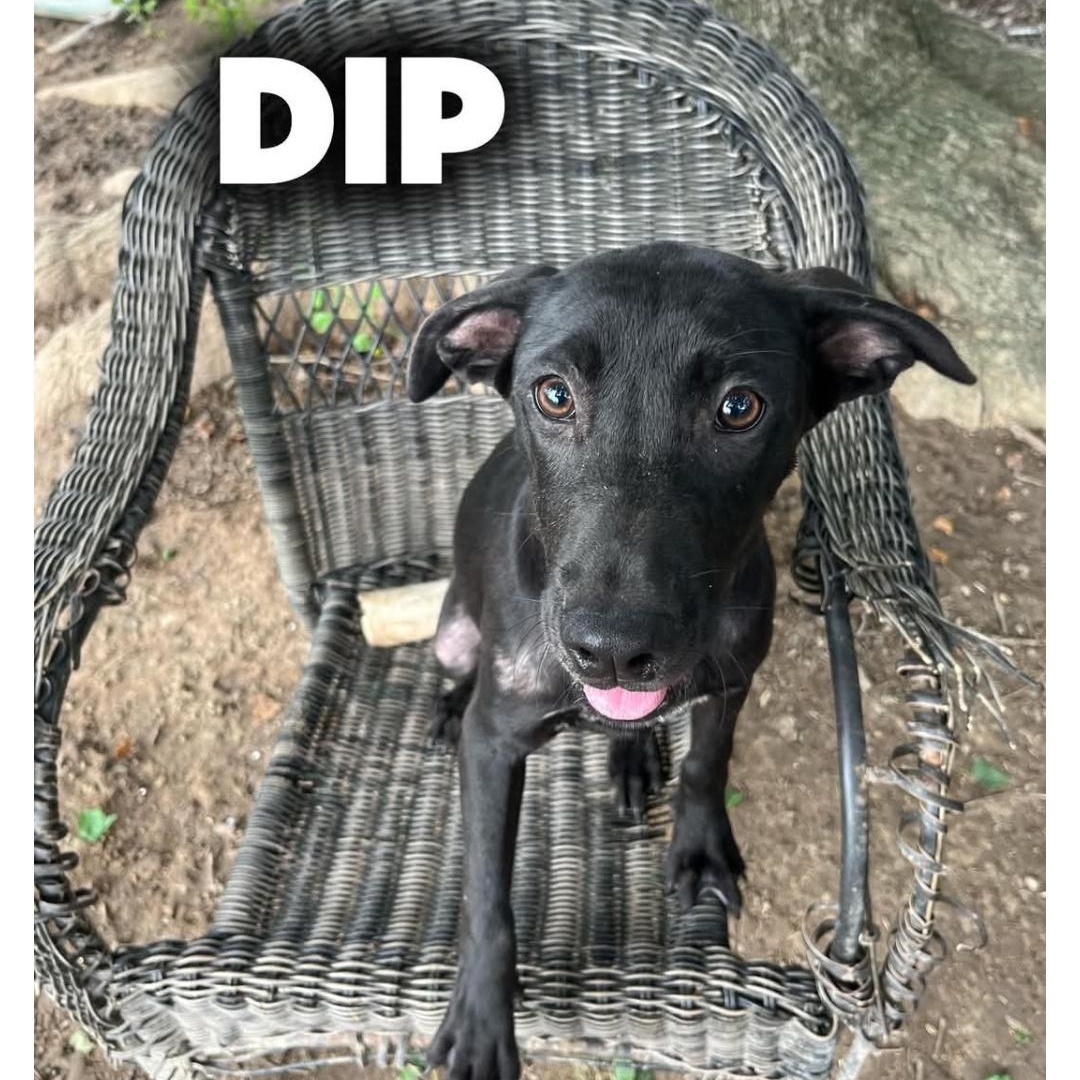 Enlarge DIP, a ADOPTABLE Labrador Retriever in Kaplan, LA image 5/5