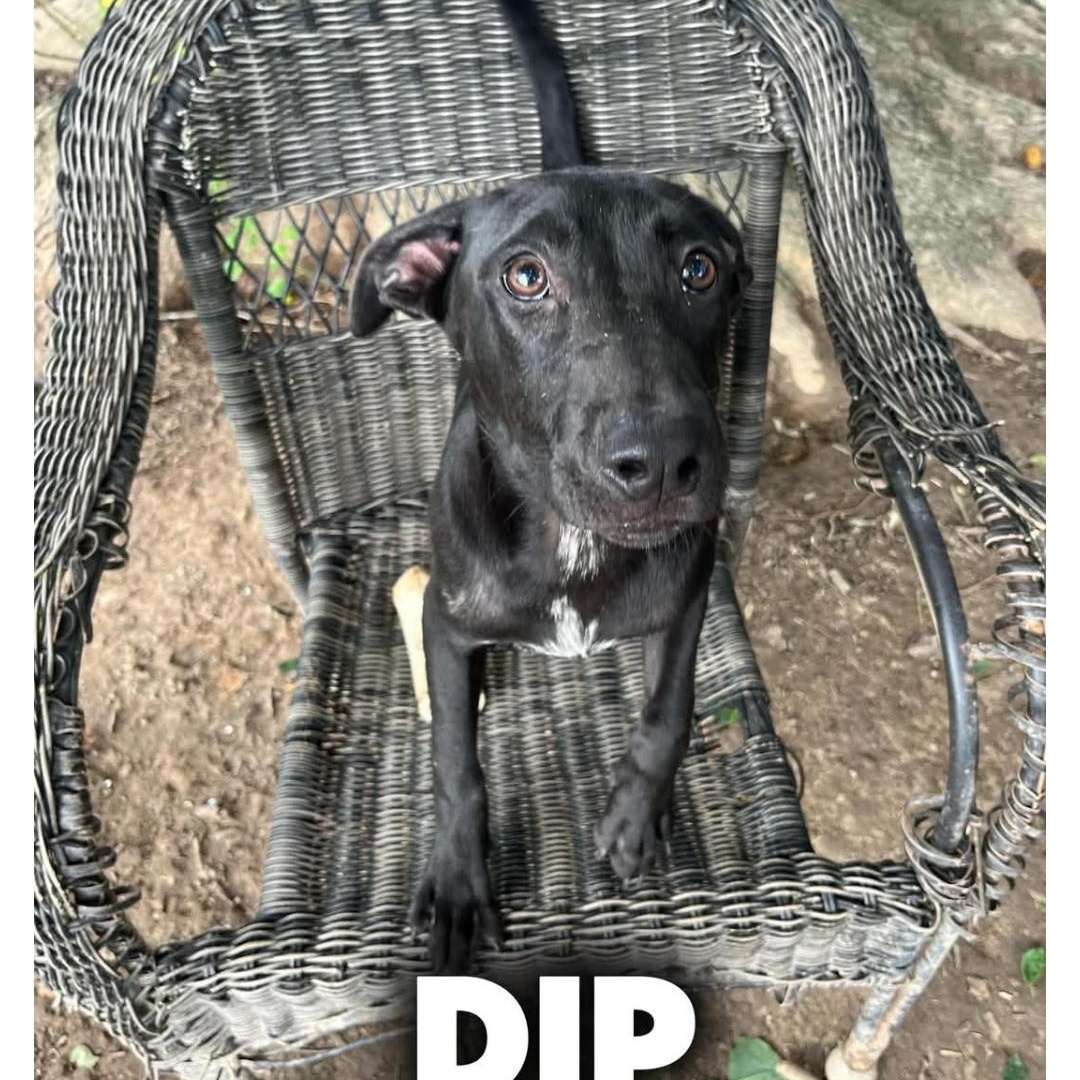 Enlarge DIP, a ADOPTABLE Labrador Retriever in Kaplan, LA image 1/5