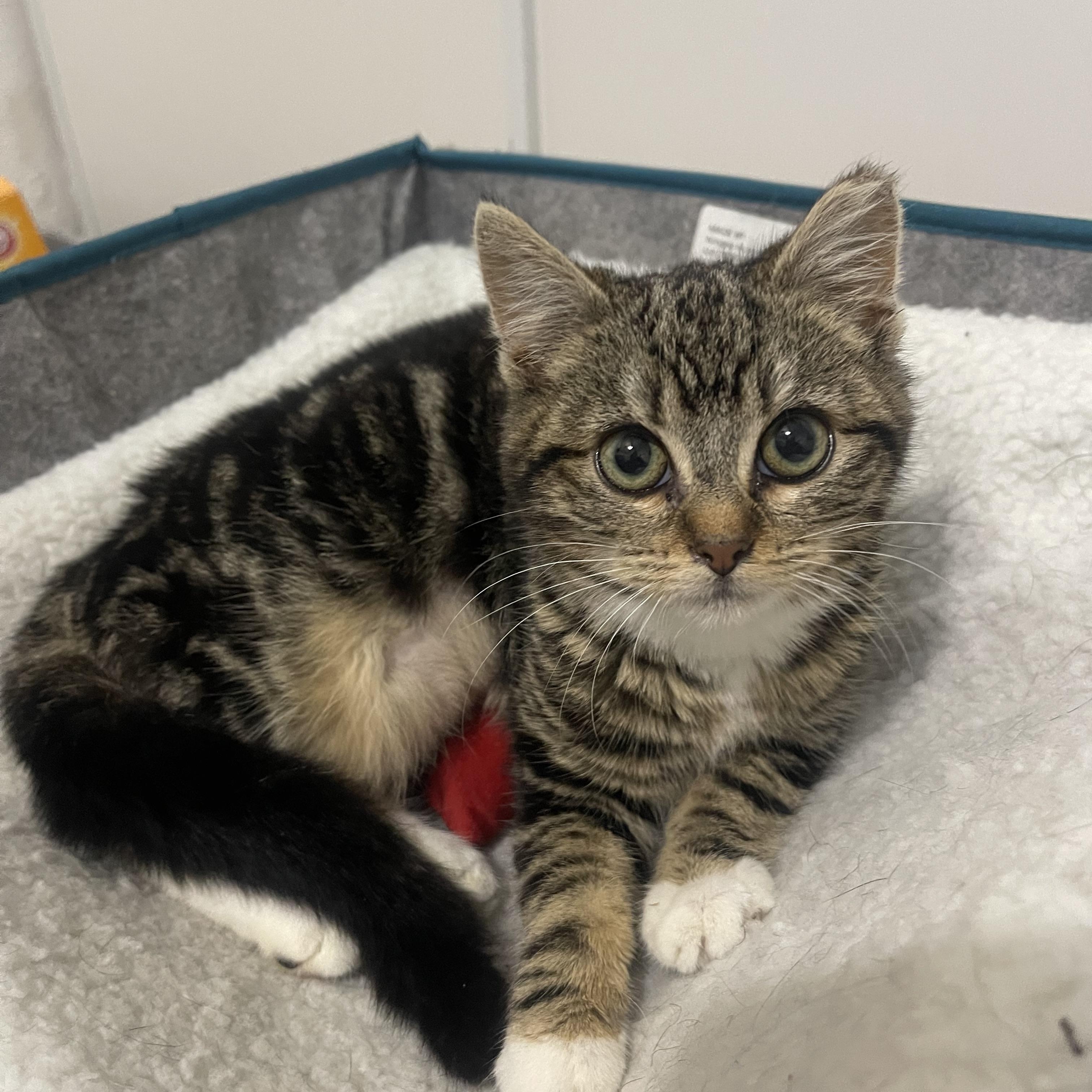 Bella, ADOPTABLE, Kitten Female American Shorthair & Domestic Short Hair.