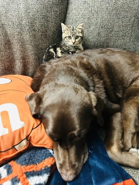 Enlarge Bella, a ADOPTABLE mixed breed in Vallejo , CA image 4/6