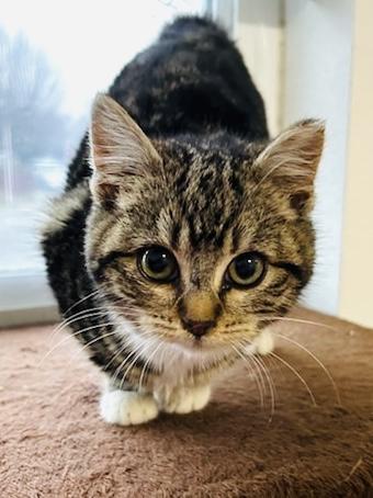 Enlarge Bella, a ADOPTABLE mixed breed in Vallejo , CA image 2/6