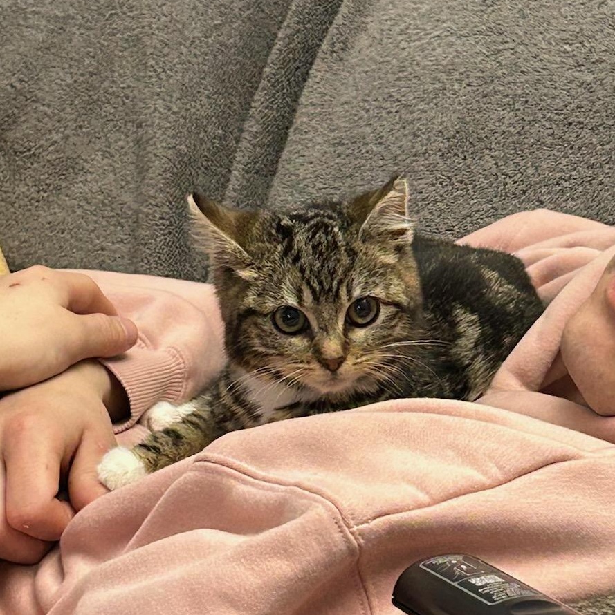 Enlarge Bella, a ADOPTABLE mixed breed in Vallejo , CA image 6/6