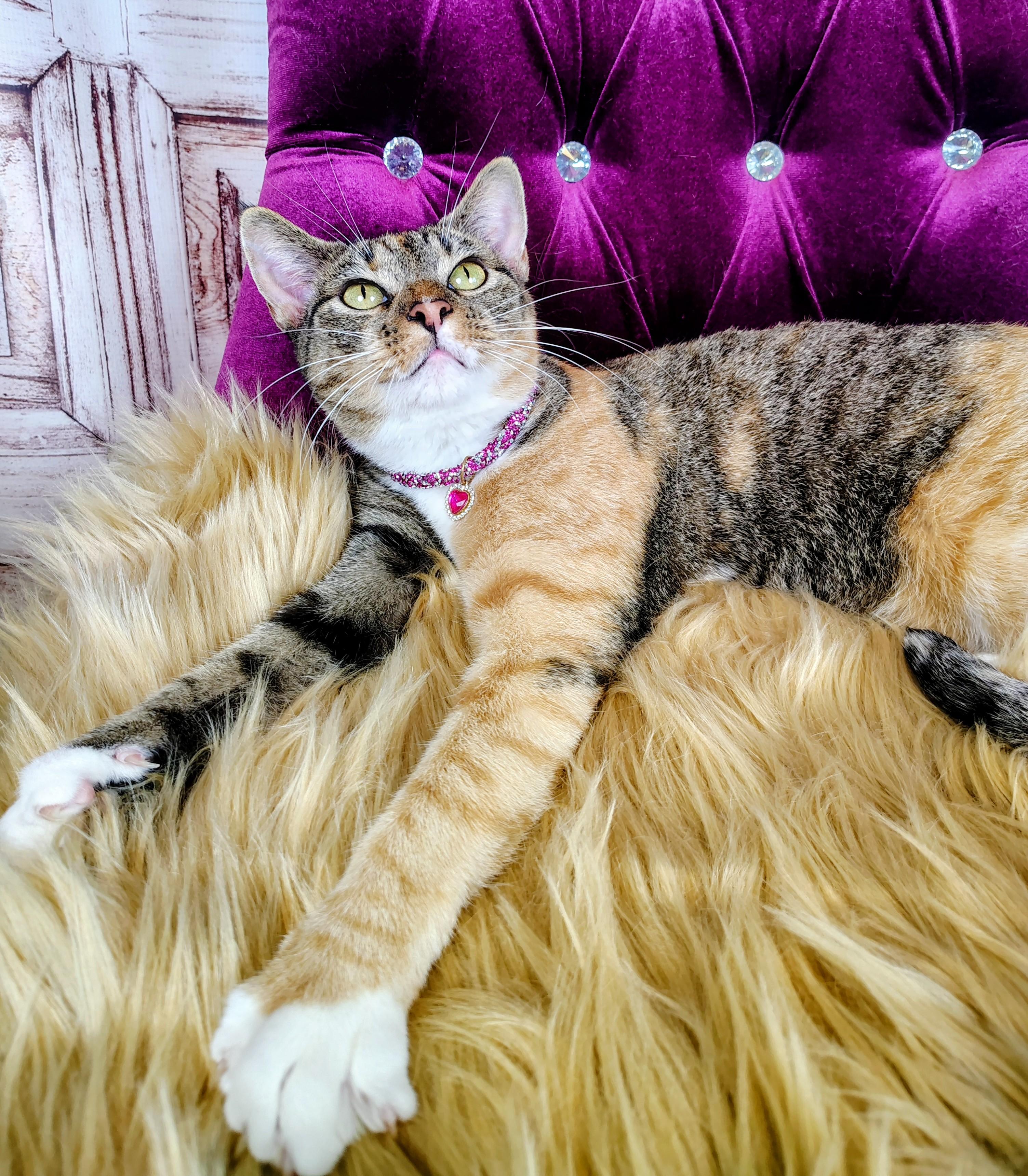 Diana, a Adoptable mixed breed in Houston, TX image 3/6