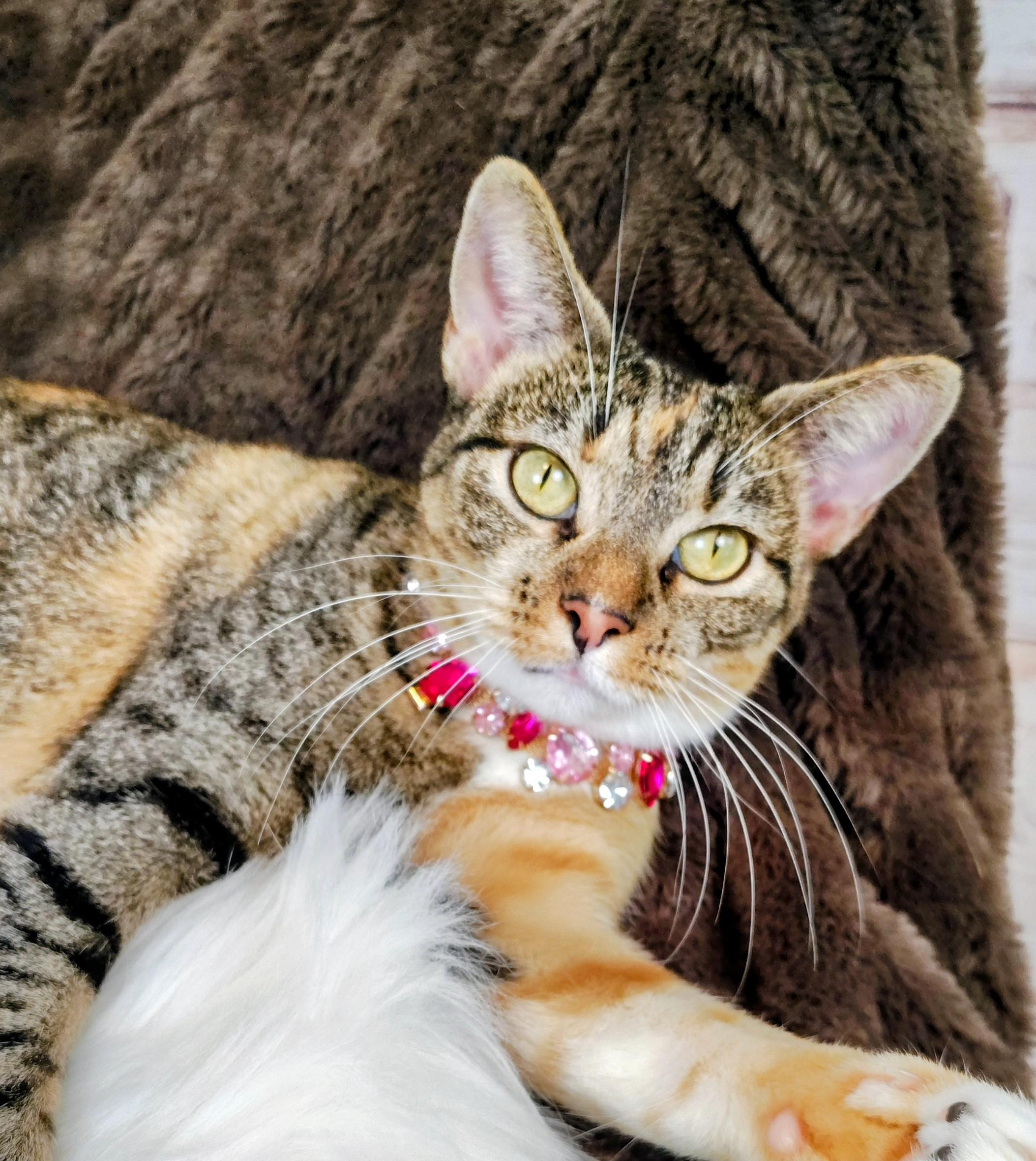 Diana, a Adoptable mixed breed in Houston, TX image 1/6