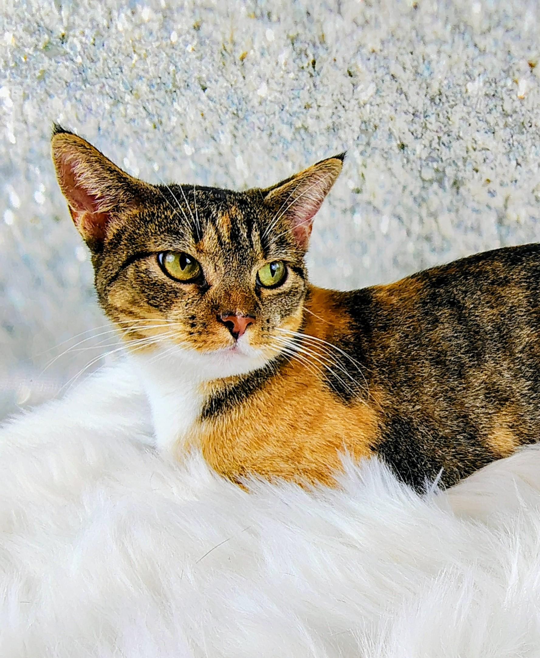 Diana, a Adoptable mixed breed in Houston, TX image 4/6