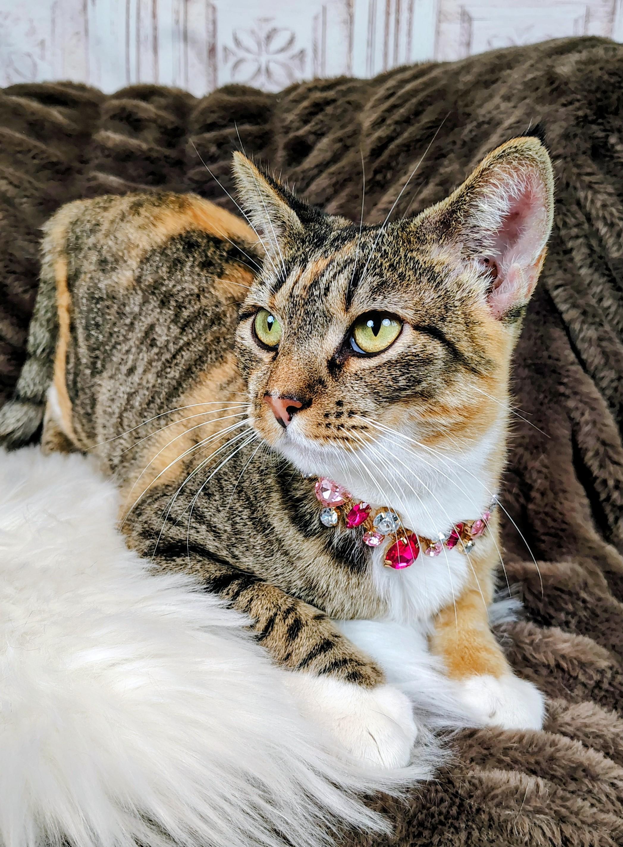 Diana, a Adoptable mixed breed in Houston, TX image 5/6