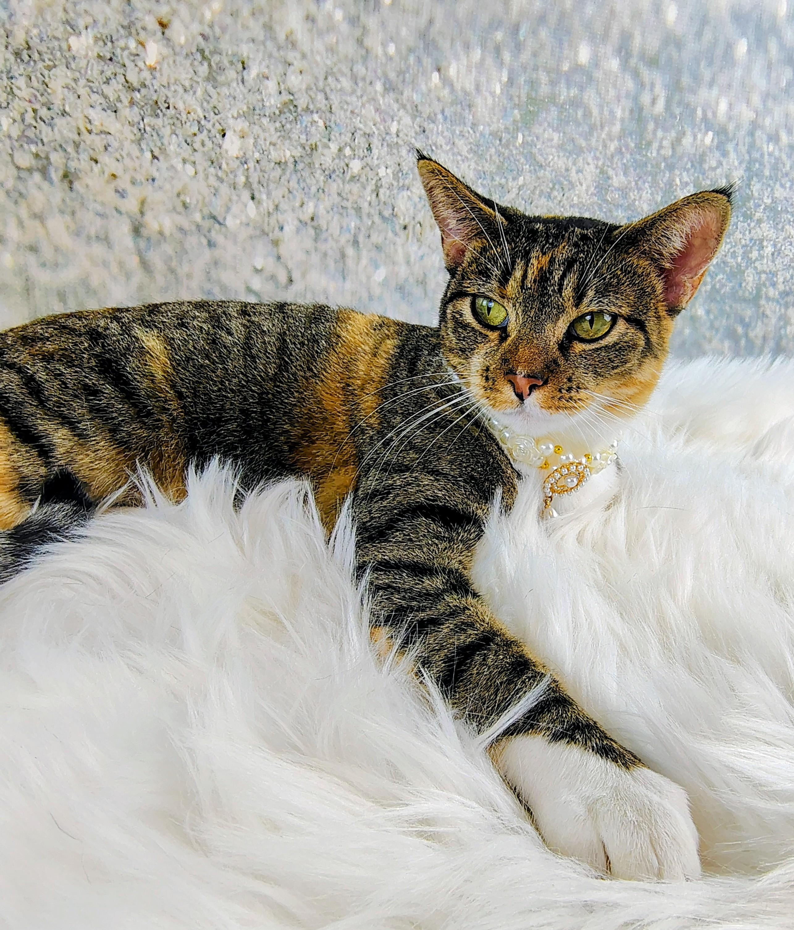 Diana, a Adoptable mixed breed in Houston, TX image 6/6