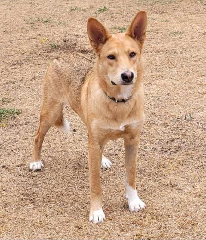 Willow, Adoptable, Adult Female Husky.