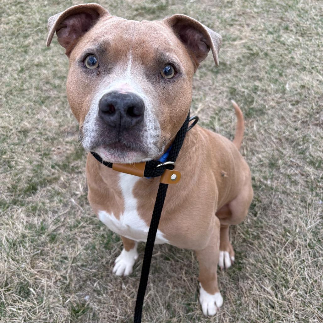 Apollo (CT), Adoptable, Adult Male Pit Bull Terrier.