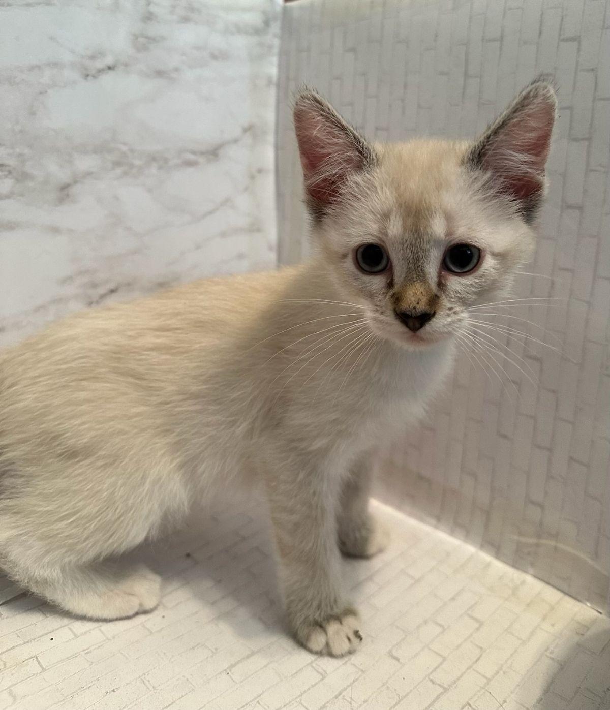 Yara, Adopted, Adult Female Snowshoe & Siamese.
