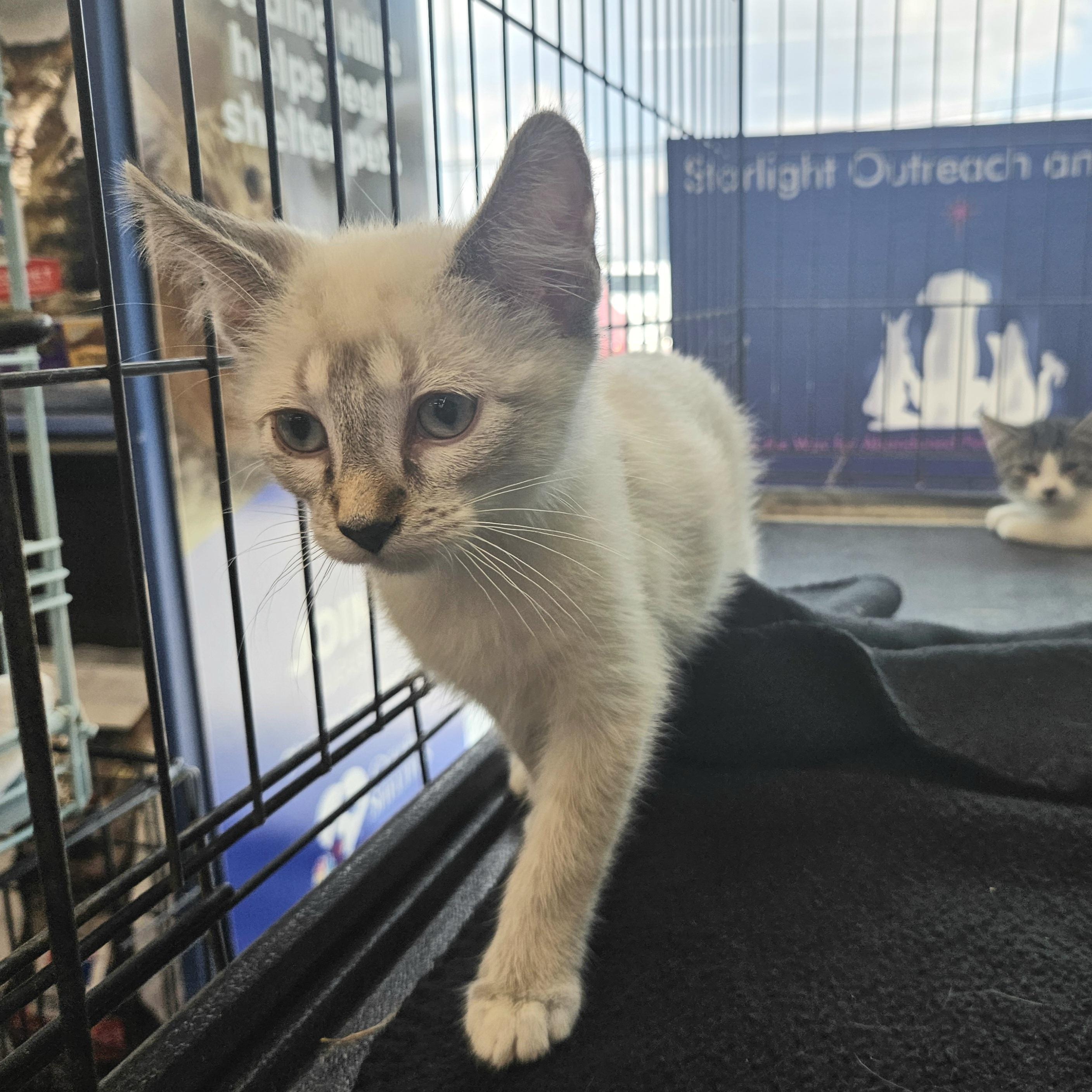 Yara, a Adopted mixed breed in Alvin, TX image 5/6