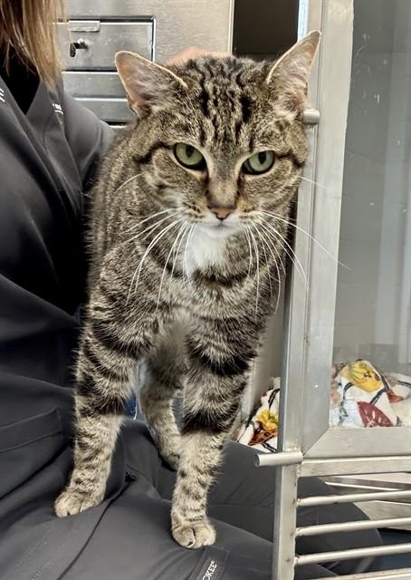 SUKI, Adoptable, Adult Female Domestic Short Hair.
