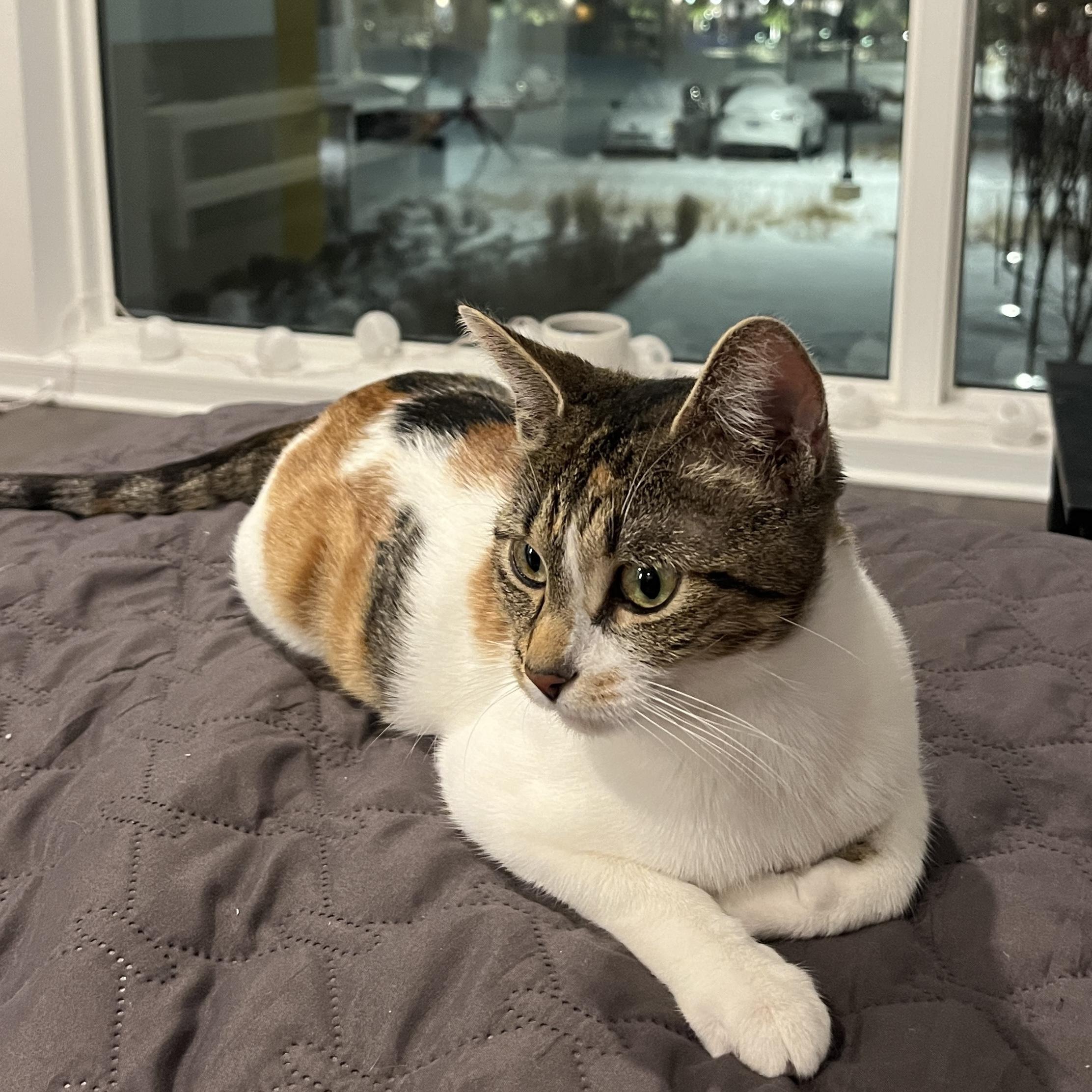 Snickers, adopted, Young Female Calico.