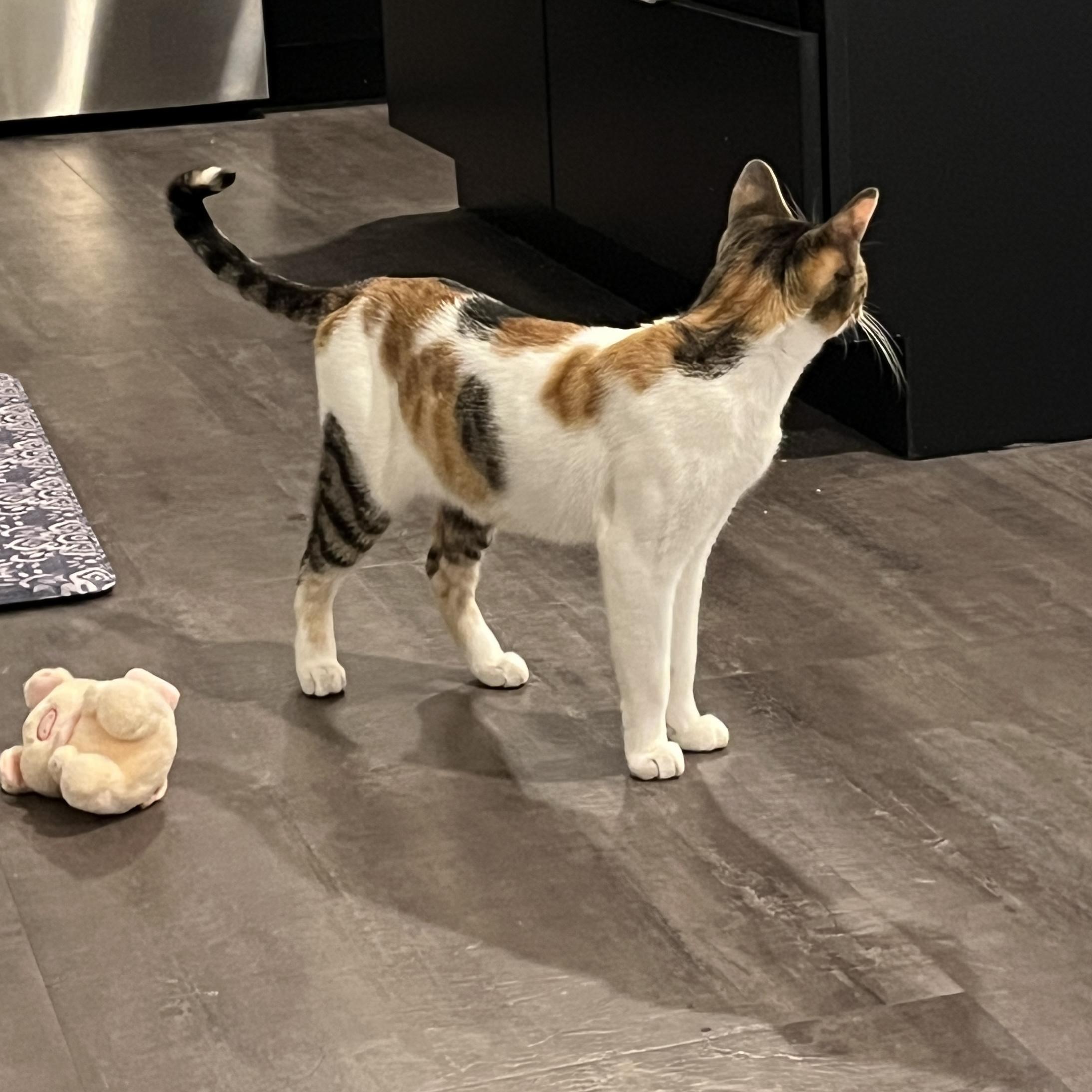 Enlarge Snickers, an adopted Calico in Bentonville, AR image 3/5