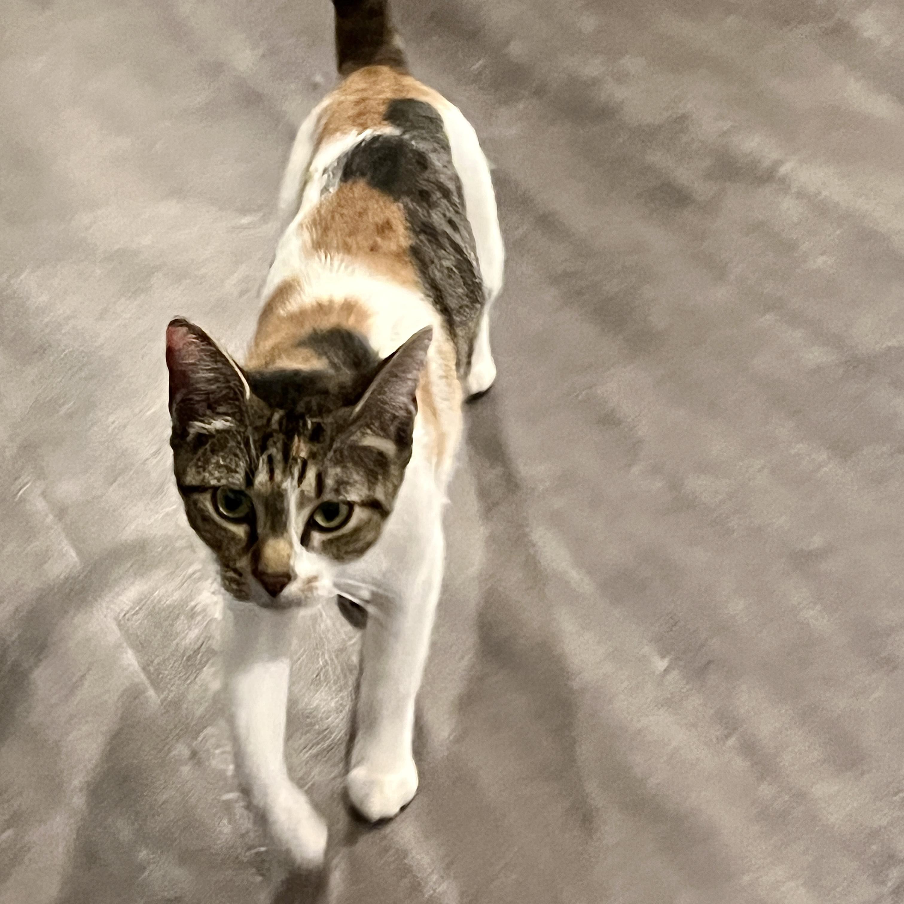 Enlarge Snickers, an adopted Calico in Bentonville, AR image 2/5