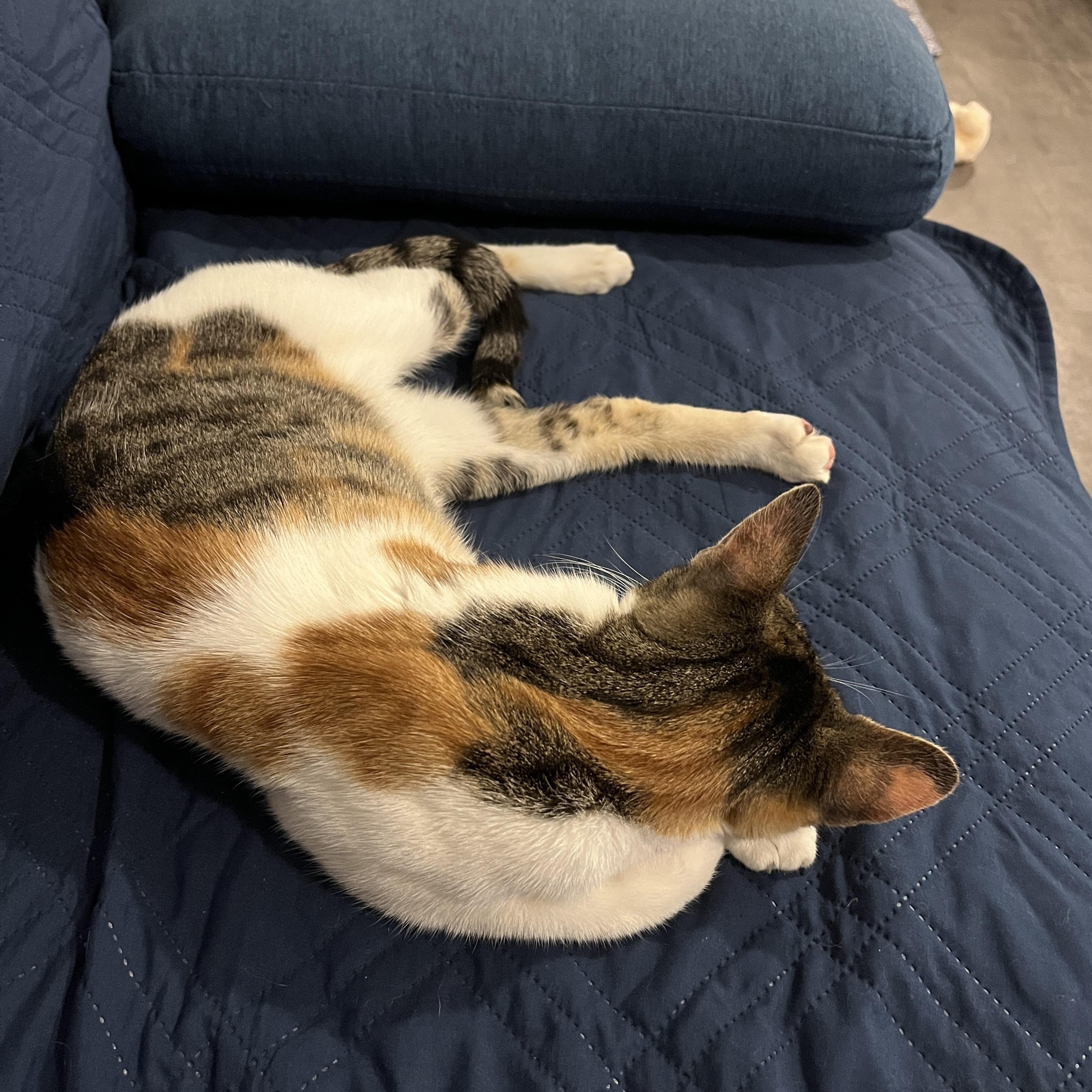 Enlarge Snickers, an adopted Calico in Bentonville, AR image 4/5