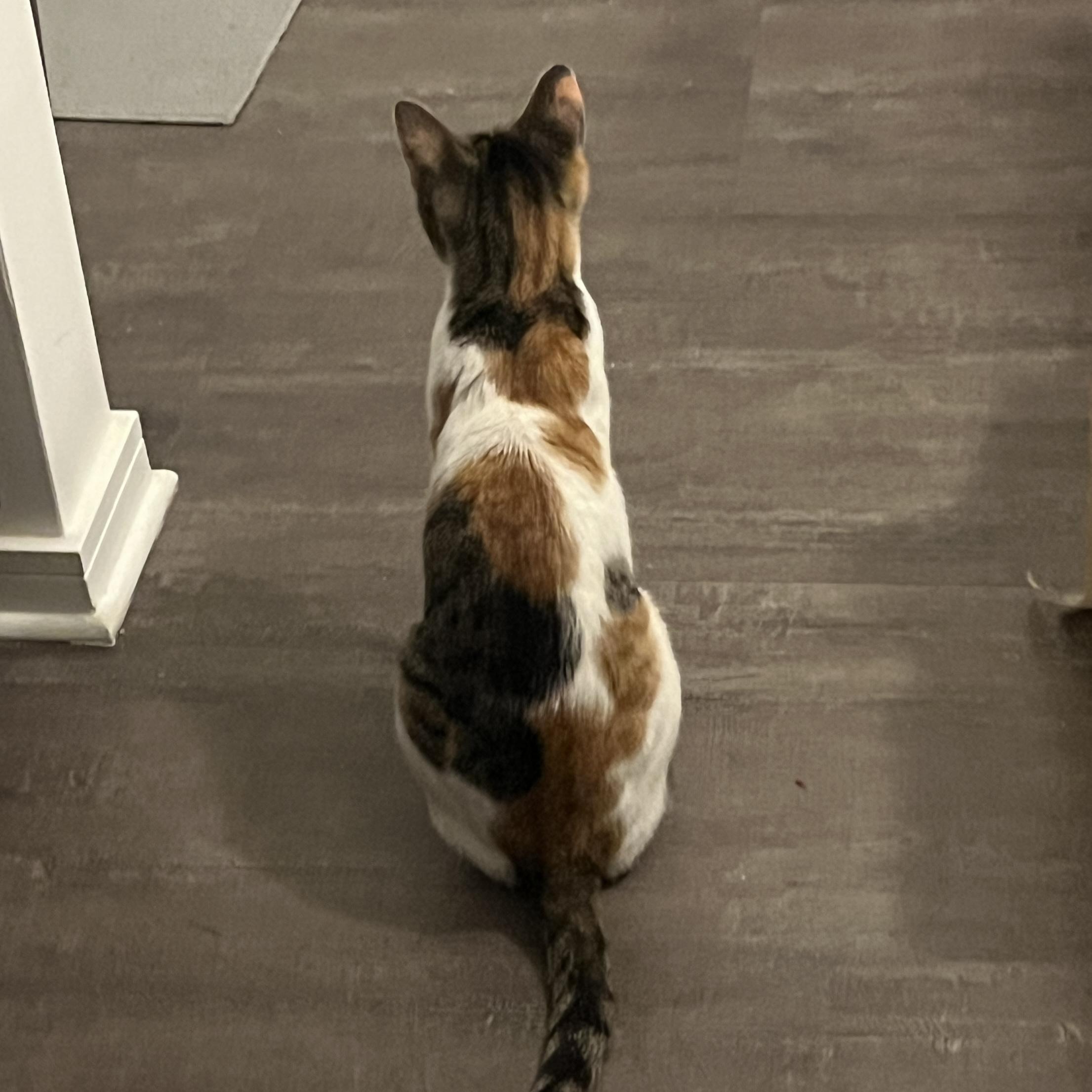 Enlarge Snickers, an adopted Calico in Bentonville, AR image 5/5