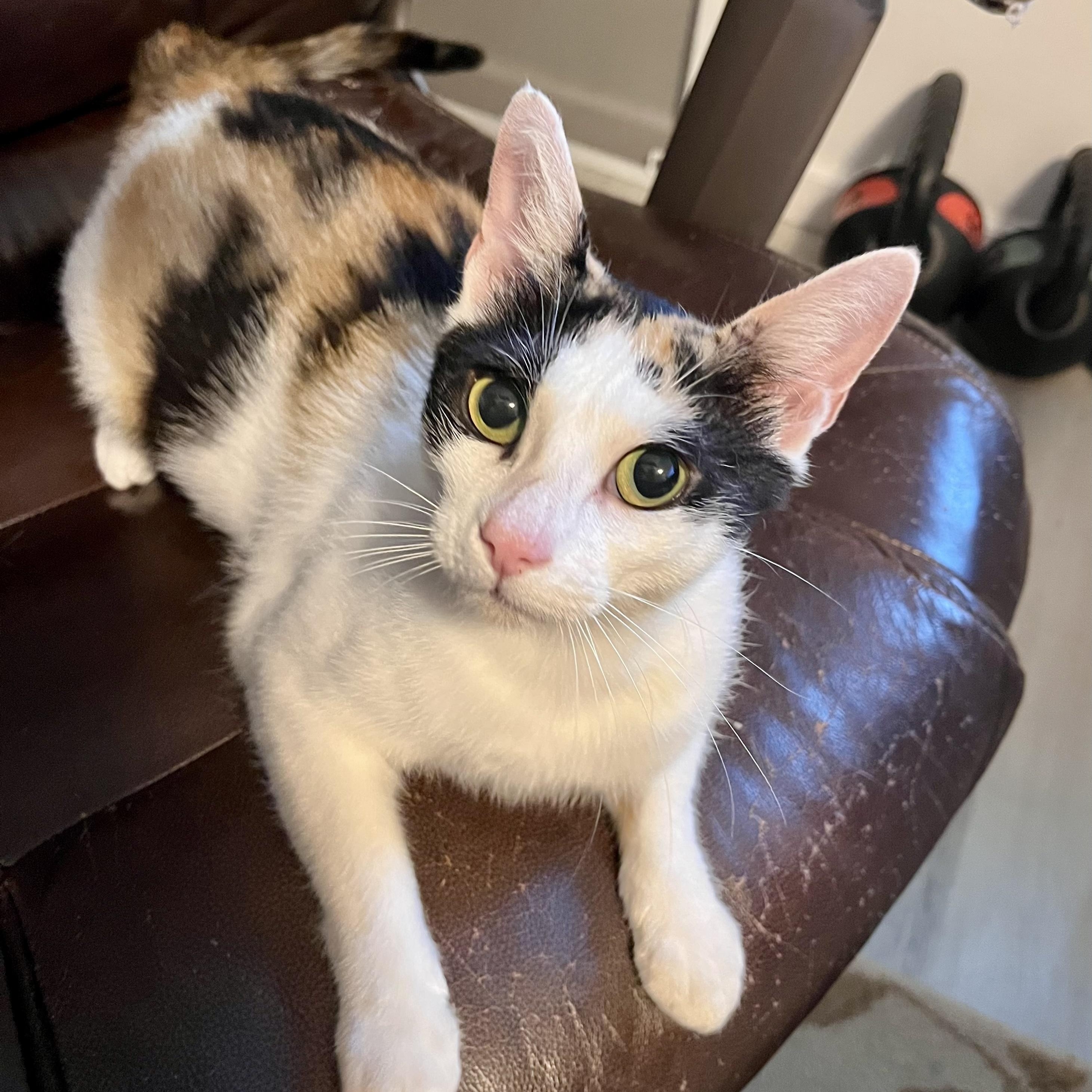Little Debbie, ADOPTABLE, Young Female Calico.