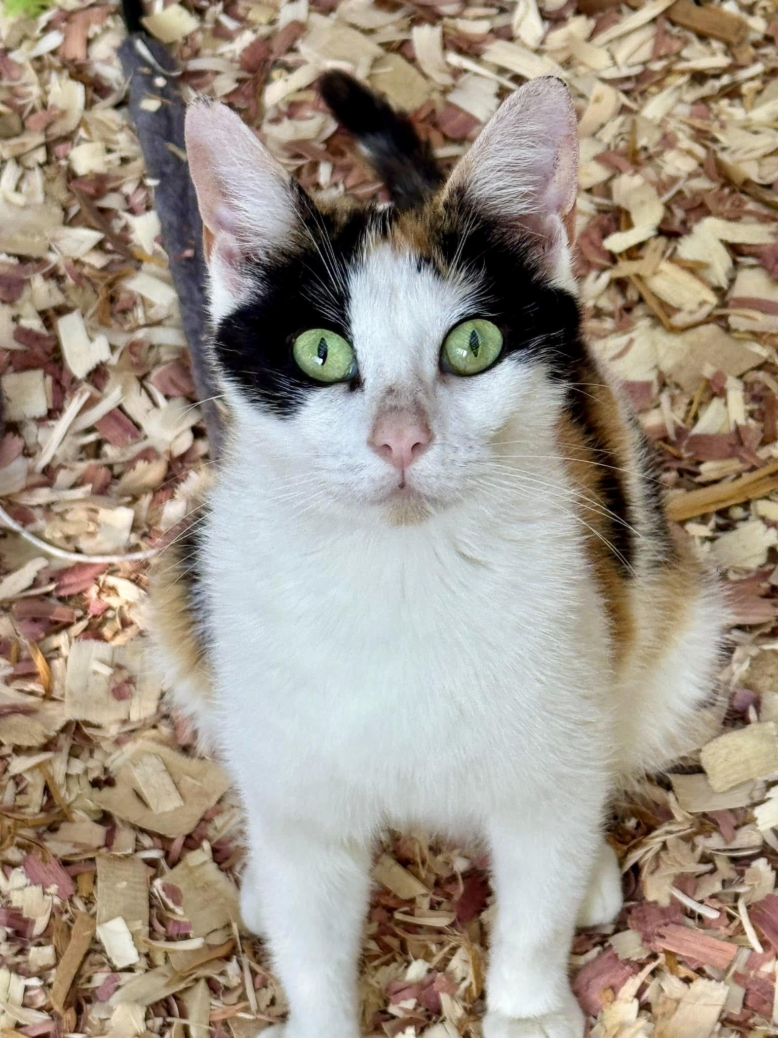 Enlarge Little Debbie, a ADOPTABLE Calico in Bethel, CT image 2/6