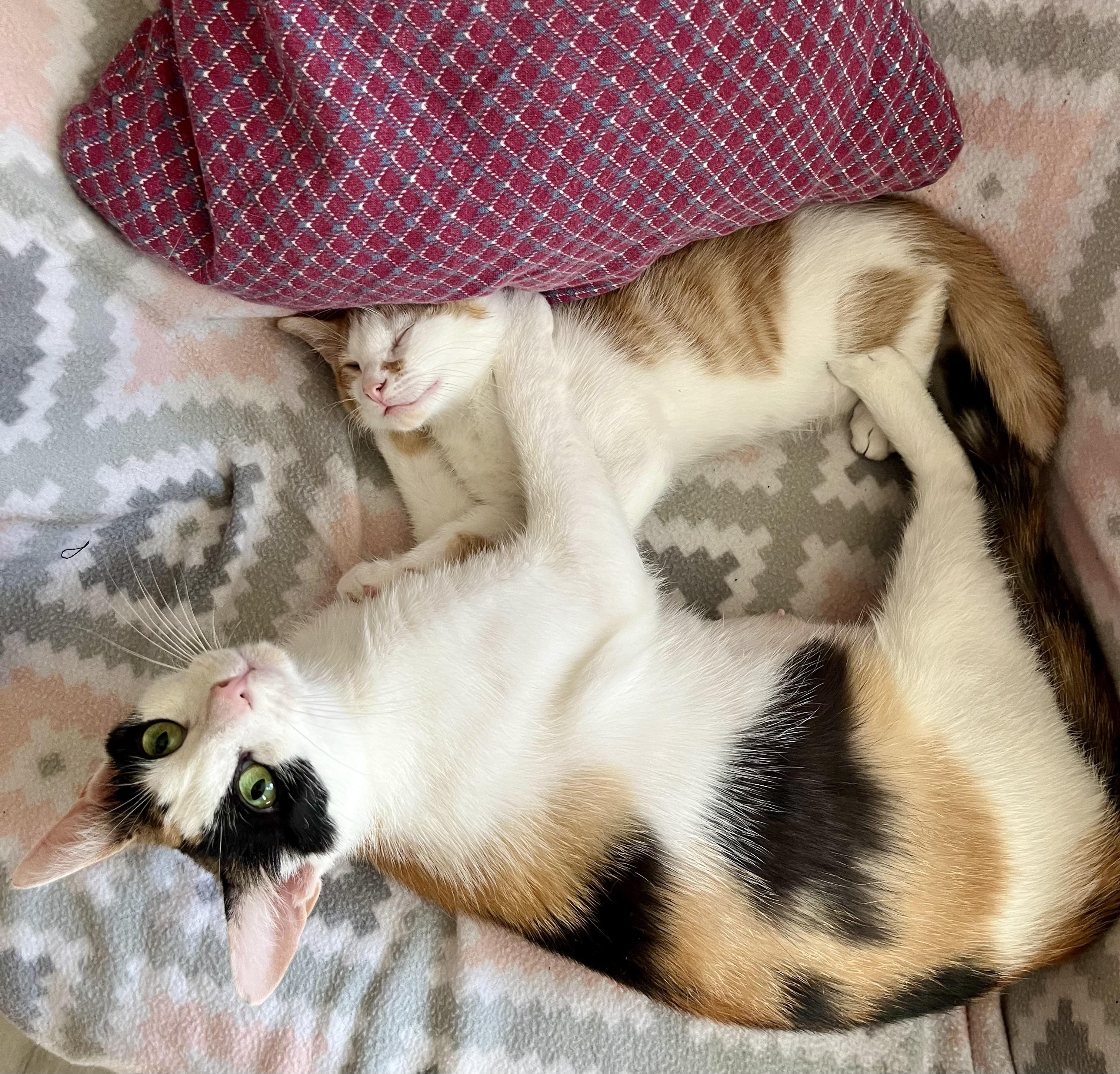 Enlarge Little Debbie, a ADOPTABLE Calico in Bethel, CT image 3/6