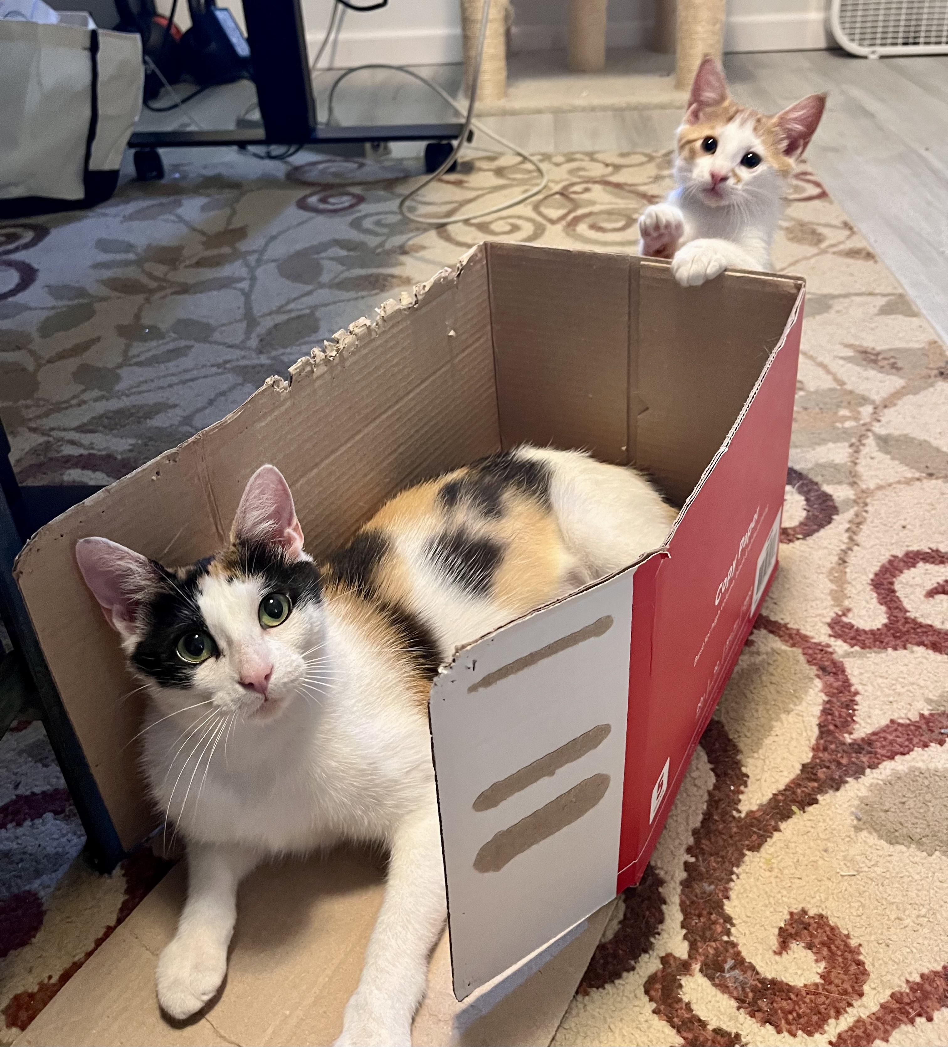 Enlarge Little Debbie, a ADOPTABLE Calico in Bethel, CT image 4/6