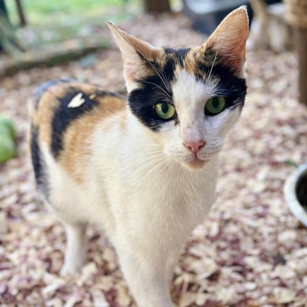 Little Debbie, ADOPTABLE, Young Female Calico.