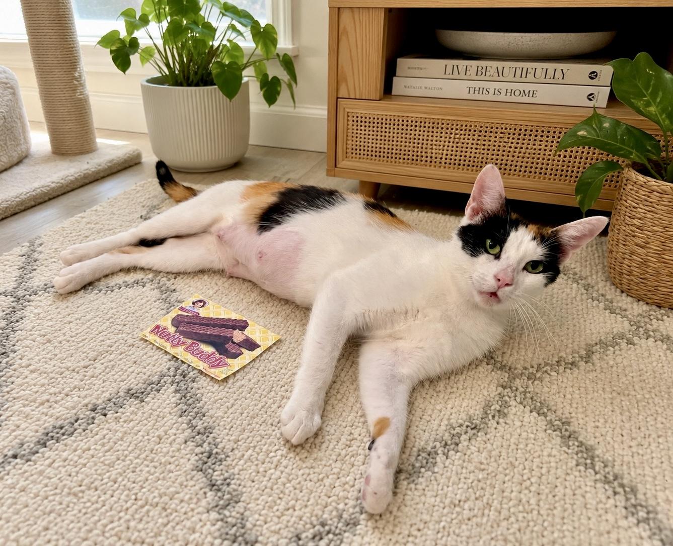 Enlarge Little Debbie, a ADOPTABLE Calico in Bethel, CT image 6/6