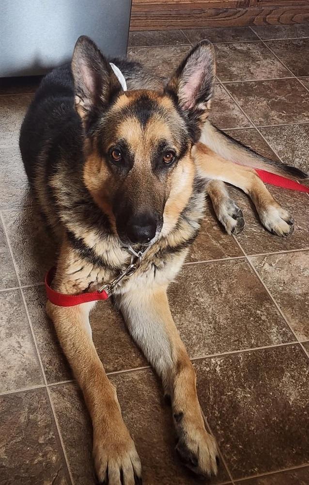 Enlarge Memphis, a Adoptable German Shepherd Dog in Suamico, WI image 1/2