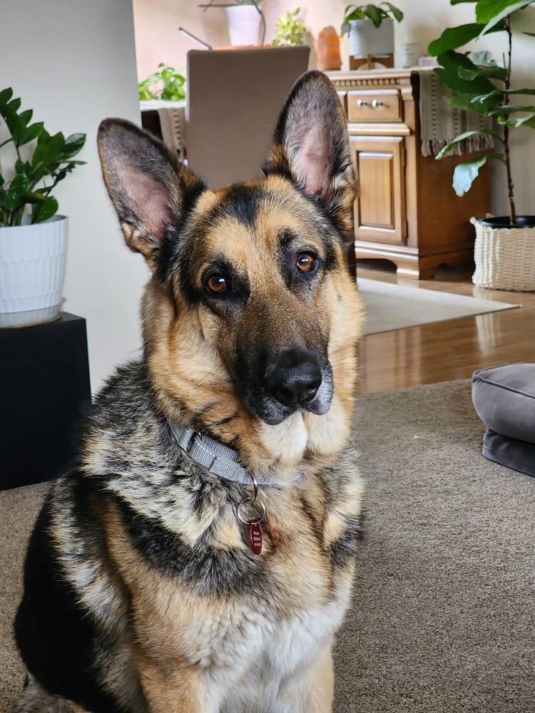 Enlarge Memphis, a Adoptable German Shepherd Dog in Suamico, WI image 2/2