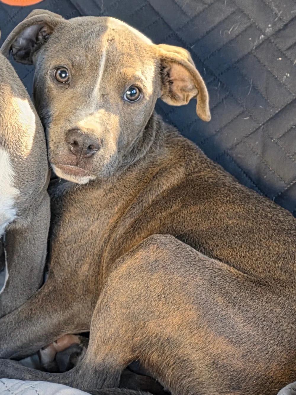 Mabel, an adopted mixed breed in Santa Clara, CA image 1/3