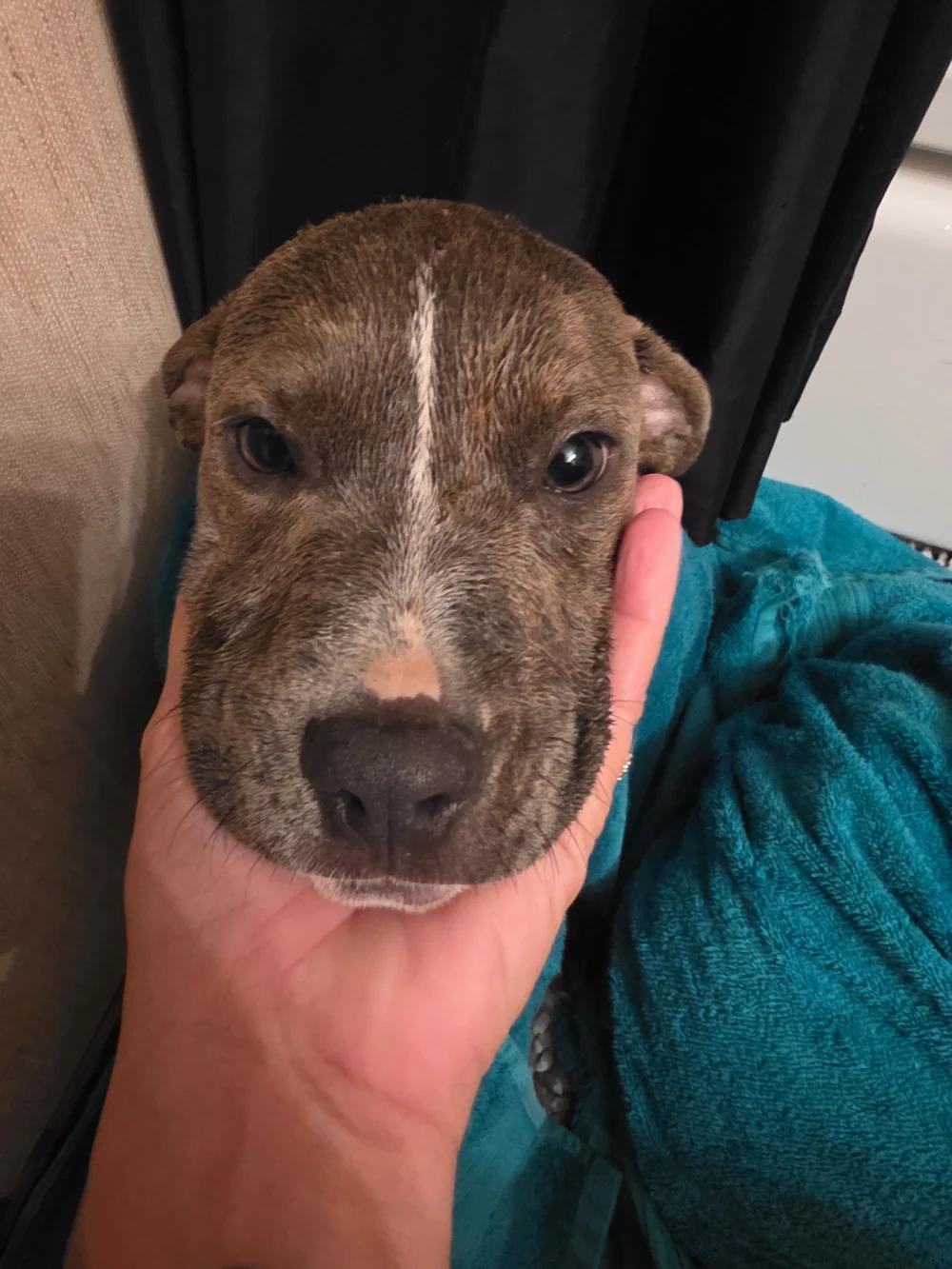 Mabel, an adopted mixed breed in Santa Clara, CA image 3/3