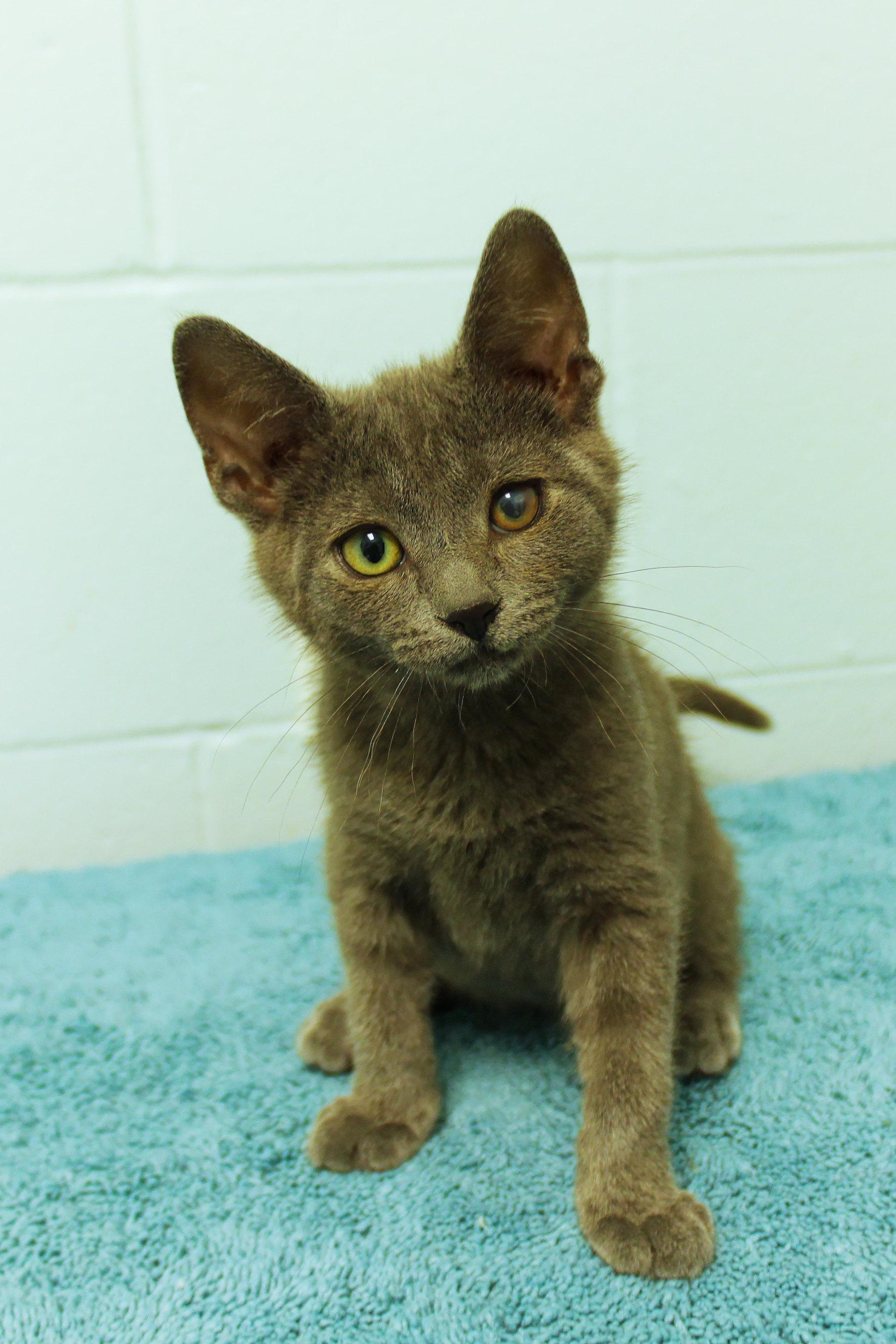 Smokey, an adopted mixed breed in Urbana, OH image 2/6