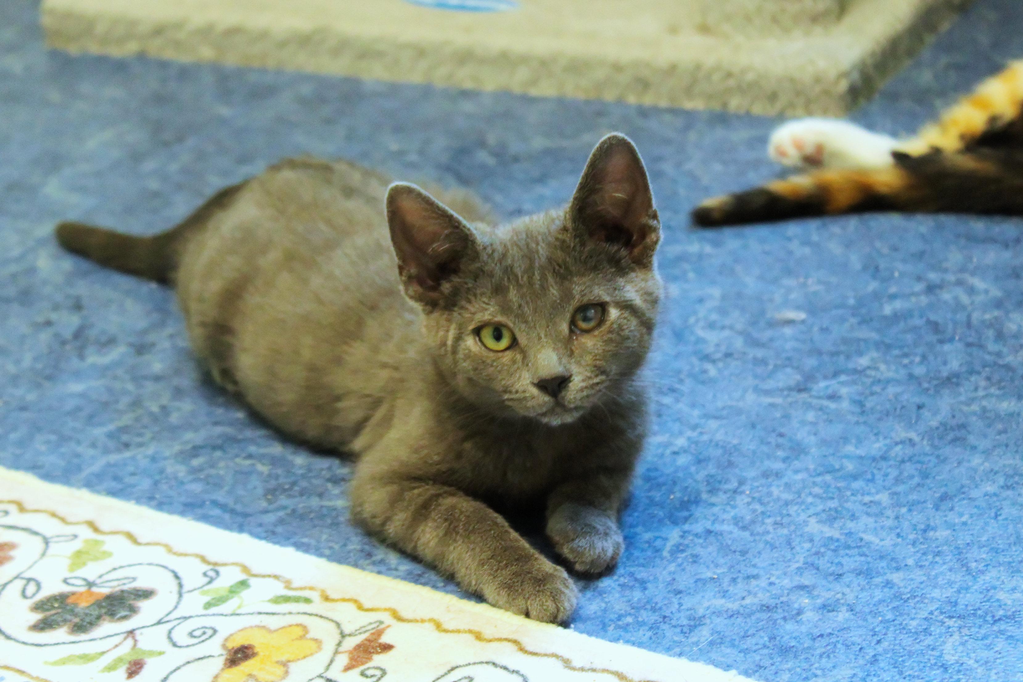 Smokey, an adopted mixed breed in Urbana, OH image 5/6