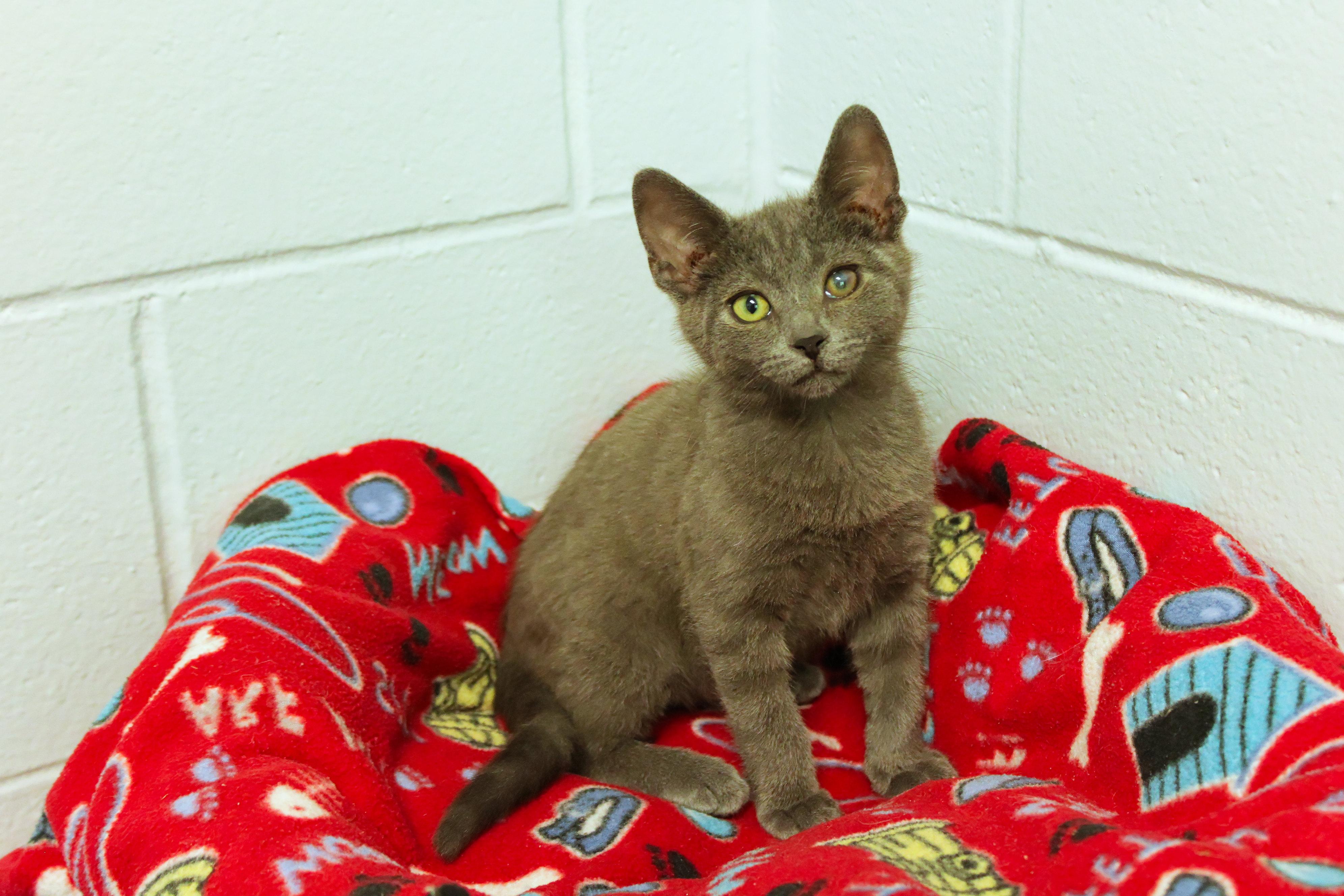 Smokey, an adopted mixed breed in Urbana, OH image 1/6