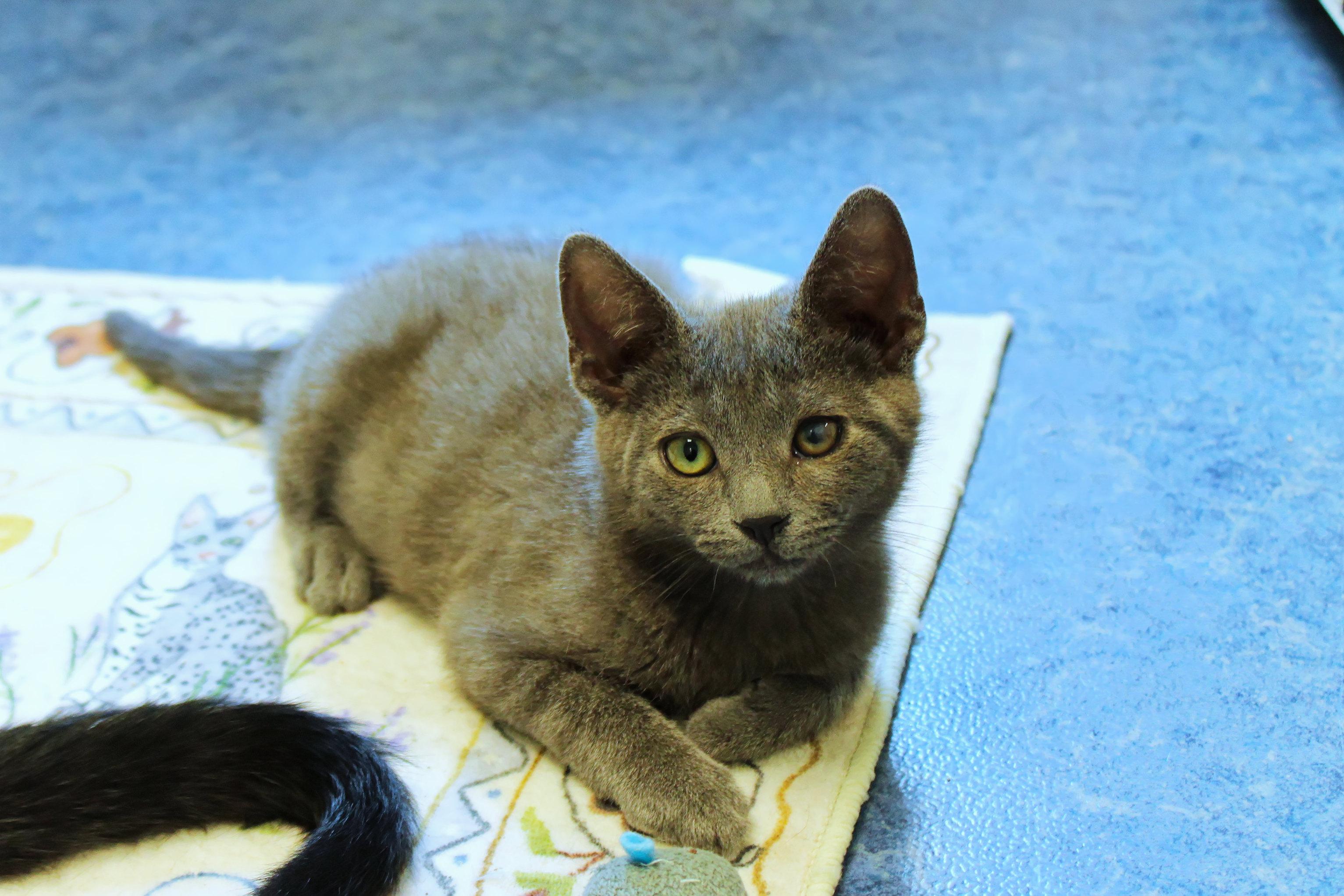 Smokey, an adopted mixed breed in Urbana, OH image 3/6