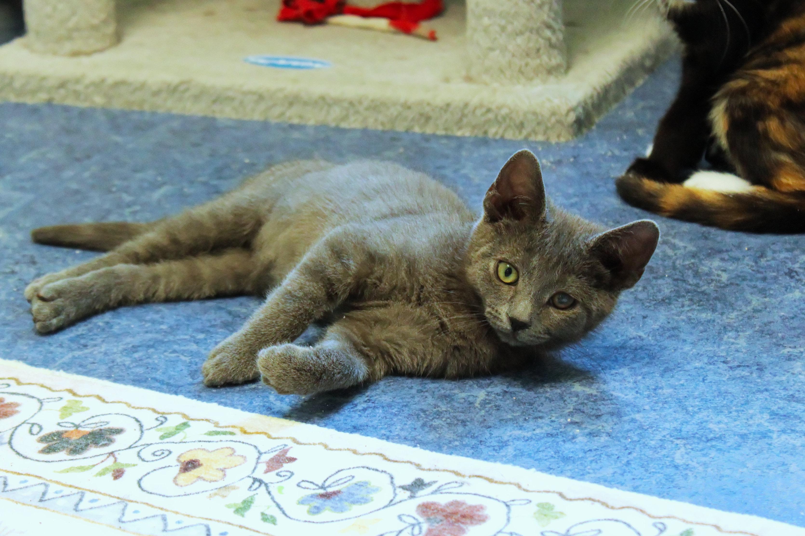 Smokey, an adopted mixed breed in Urbana, OH image 6/6