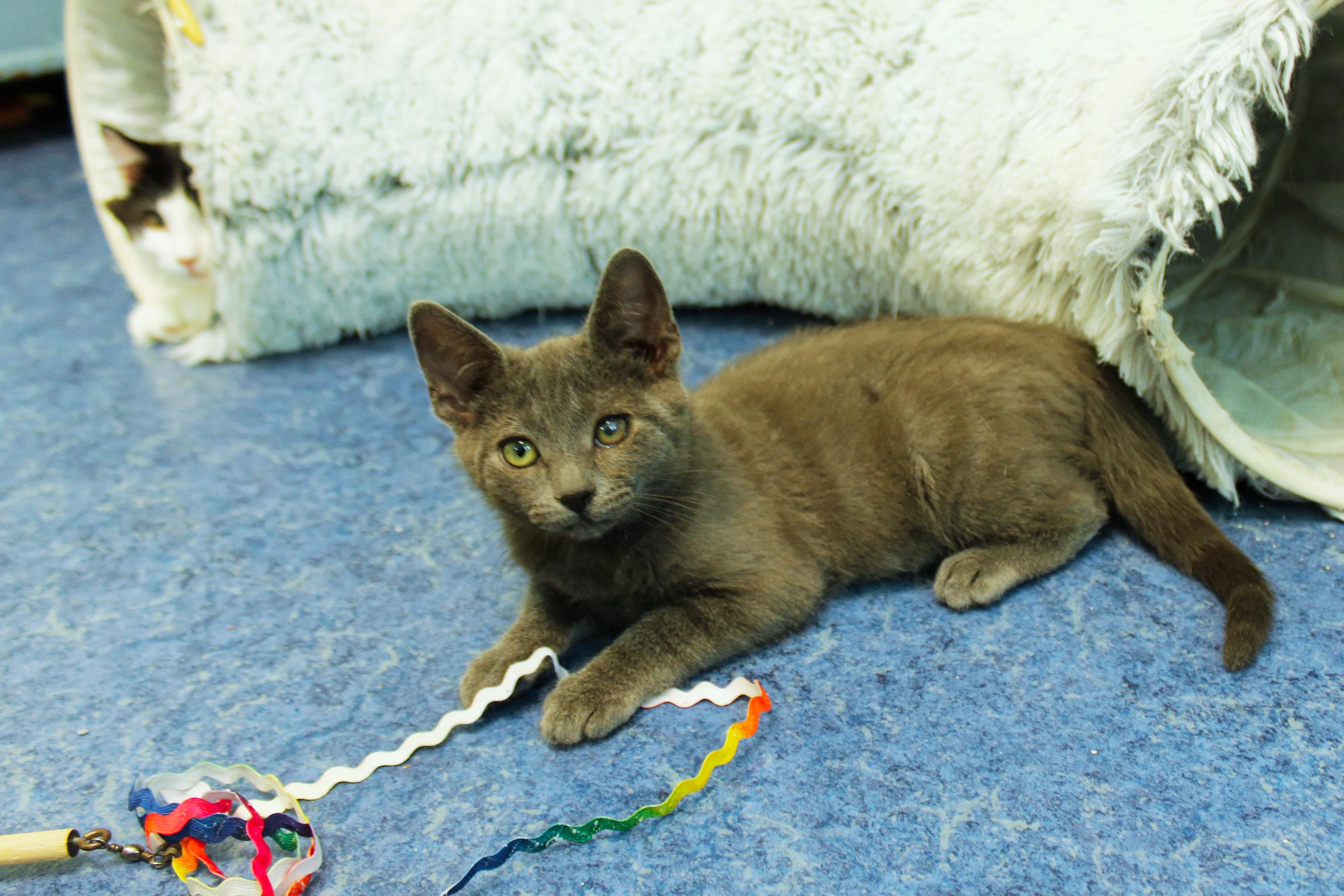 Smokey, an adopted mixed breed in Urbana, OH image 4/6
