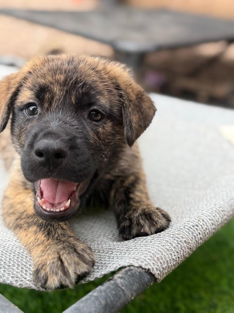 Voodoo, Adoptable, Puppy Male Shepherd & Pit Bull Terrier.